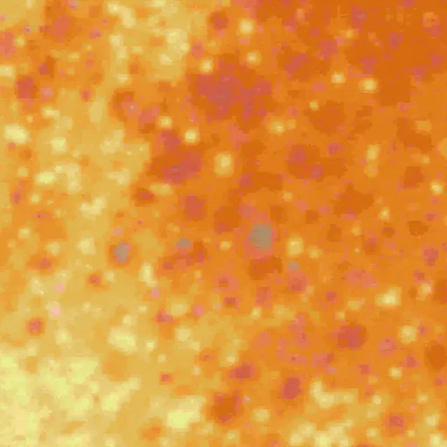 thumbnail for publication: Analyzing Production Records of Commercial Sweet Orange Blocks to Measure Effects of Mechanical Harvesting on Long-Term Production and Tree Health